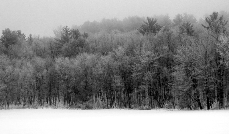 Frosty Trees